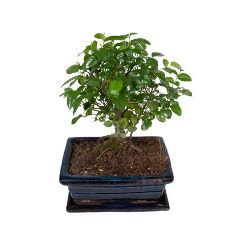 Bonsai Bol Vorm 30 Cm 15 Kopen Plantcentraal Nl