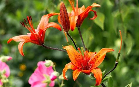 How Fast Do Tiger Lilies Spread Your Ultimate Guide Curb Wise