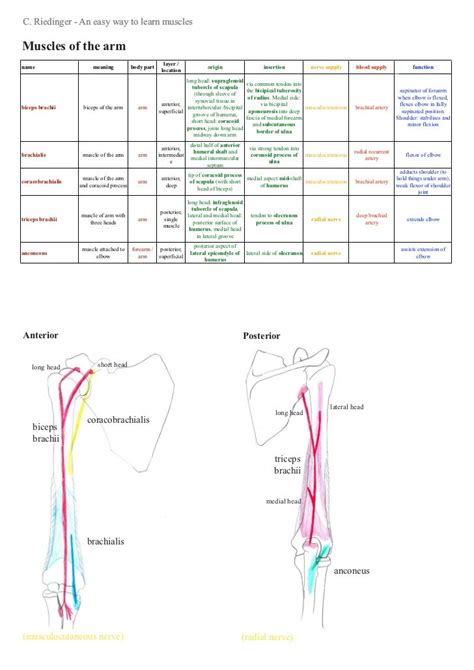 An Easy Way To Learn Upper Limb Muscles