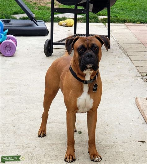 Boxer/Bullmastiff - Stud Dog in california, the United States | Breed ...