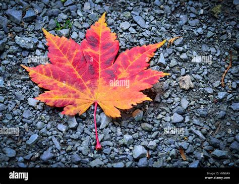 Sycamore Leaf Showing Bright Colours Stock Photo Alamy