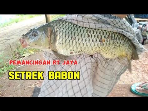 Mancing Harian Ikan Mas Banyak Yang Boncooz YouTube