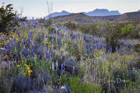 Big Bend In Bloom Larry Ditto Nature Photography