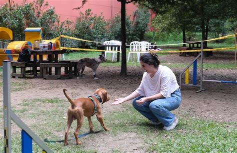 Prográmese este domingo habrá Mascotas al Parque y celebraremos el Día