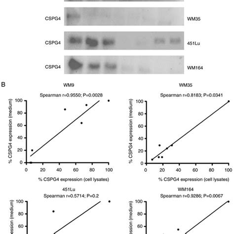 Shedding Of CSPG4 Ectodomain After Exposure Of Melanoma Cells To BRAF