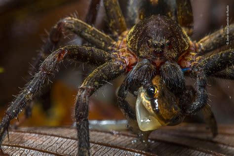 This tiny frog, less than two centimetres long, has good reason to look