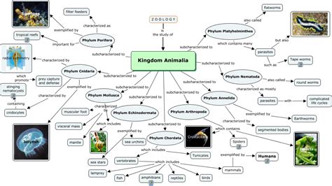 Distinctions of the Five Kingdoms: Kingdom Animalia