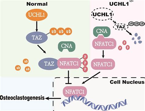 The Deubiquitinase Uchl Negatively Controls Osteoclastogenesis By