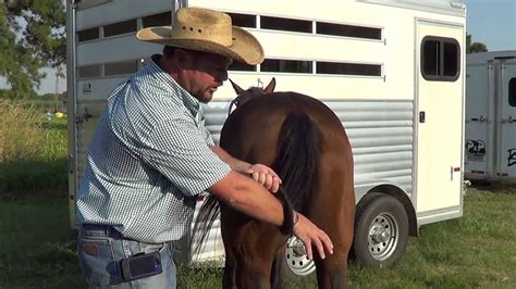 How To Tie A Horses Tail Up Quickly And Easily Youtube