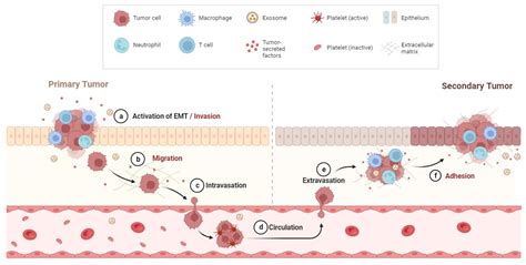 Tumor Metastasis - Creative Bioarray CellAssay