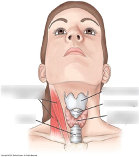 Structure Of Neck Diagram Quizlet