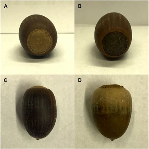 Examples of acorn viability assessment based on discoloration of casing... | Download Scientific ...