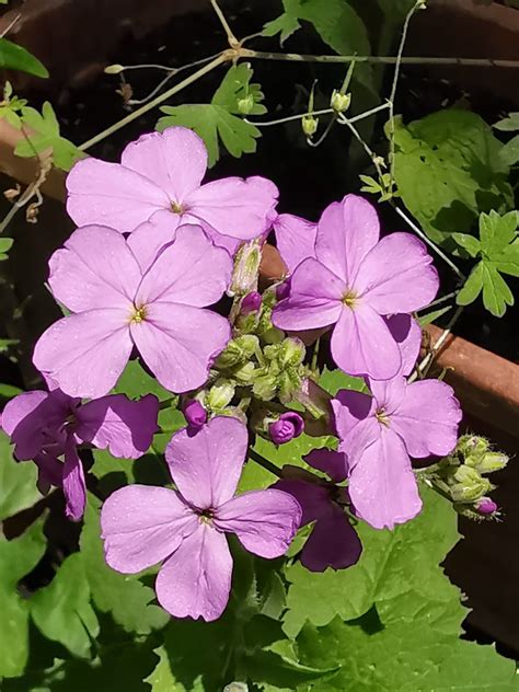 Nachtviole Gew Hnliche Nachtviole Hesperis Matronalis C Flickr