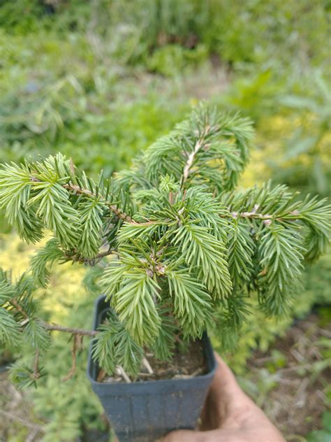 Birds Nest Spruce Picea Abies Nidiformis Lucky Bonsai