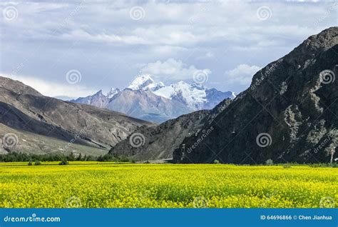 Tibet Scenery Stock Photo Image Of China Capped Flower 64696866