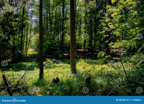 bright sunlight   forest clearing stock image image  idyllic