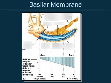 resonance of the basilar membrane Diagram | Quizlet