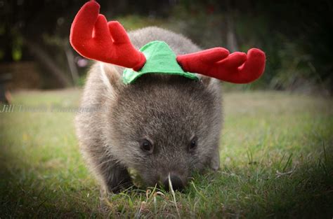 Christmas Wombat The Wombats