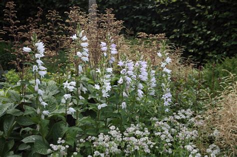 Campanula Trachelium Faichem Lilac Ruig Klokje Bloemenpark