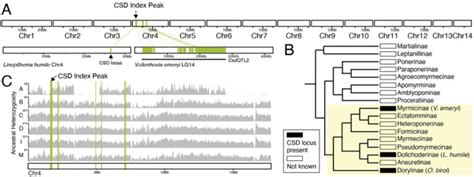 Heterozygosity At A Conserved Candidate Sex Determination Locus Is
