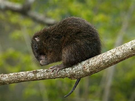 Jutía | Fauna Dominicana