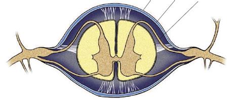 Meninges Diagram | Quizlet