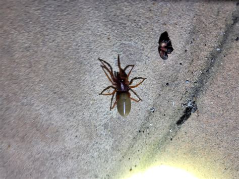 Could anyone I'd this spider (Colorado) : r/spiders