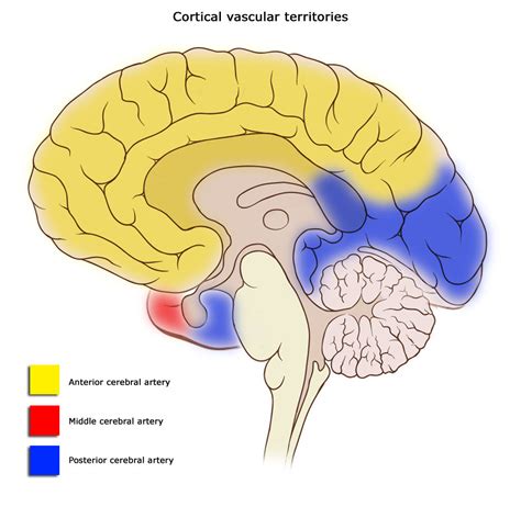 Filecerebral Vascular Territories Midline Wikimedia Commons