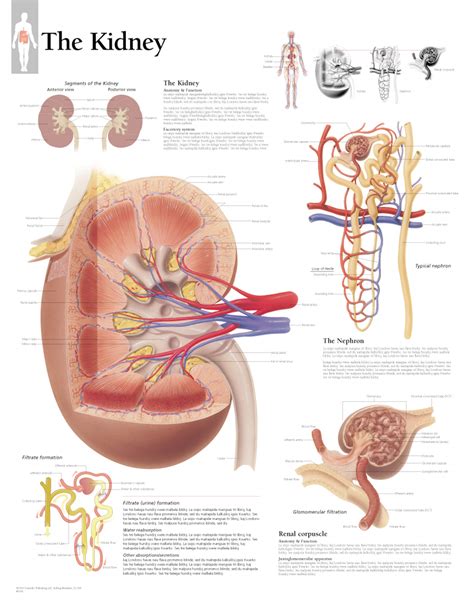 The Kidney | Scientific Publishing