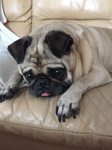 Bubbles' peek-a-boo tongue : r/pugs