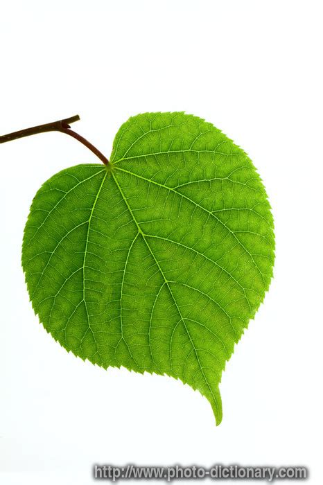 linden leaf - photo/picture definition at Photo Dictionary - linden ...