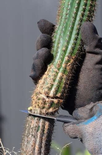 How To Trim Prune A Cactus A Guide From Succulent City