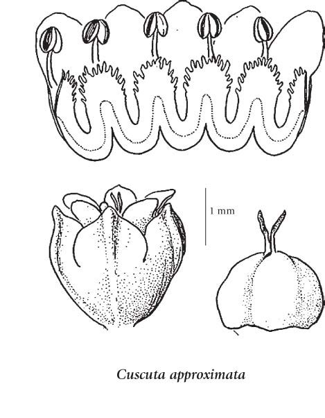 E-Flora BC: Electronic Atlas of the Flora of BC