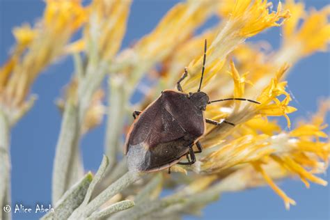 Chlorochroa Ligata Rock Creek Area Mono County Californi Alice