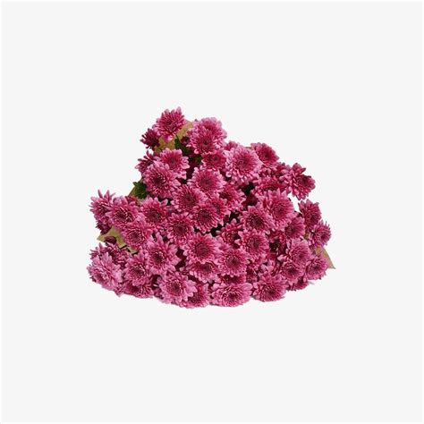 Purple Chrysanthemum bouquet | Buy Now