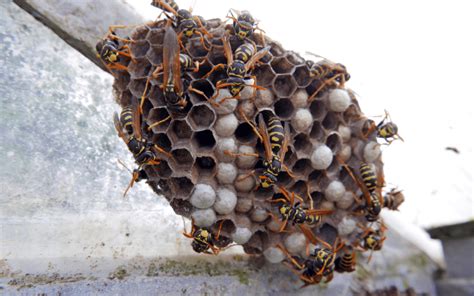 Wasps Or Hornets In Your Yard Expert Tips For Safe Nest Removal And