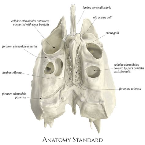 Ethmoid Bone Labeled Nasal Septum