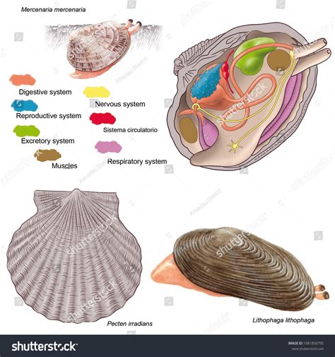 Clam Internal Anatomy Diagram