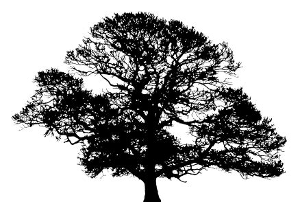 Free Oak Tree Silhouette, Download Free Oak Tree Silhouette png images ...