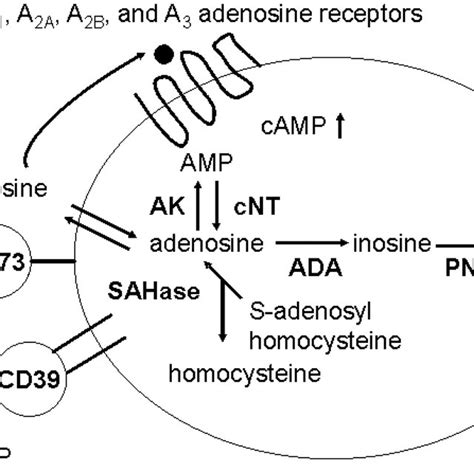 Pathways Of Adenosine Formation Download Scientific Diagram