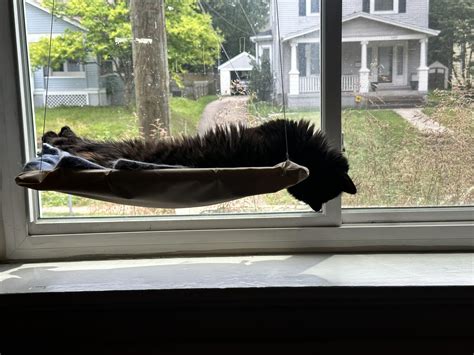 My little Fruit Bat sleeping in the window : r/Fruitbatcats