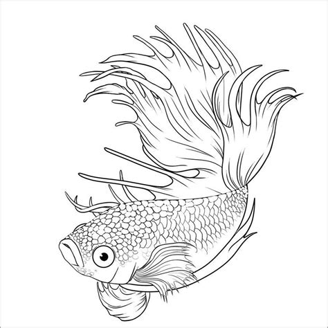 Betta Fish Coloring Pages Coloringbay