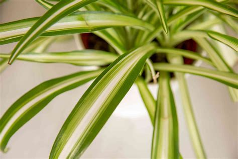 How To Grow And Care For Spider Plant