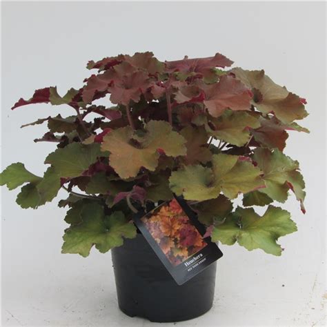 Heuchera REX Dark Amber Heucherarex1 FloraXchange