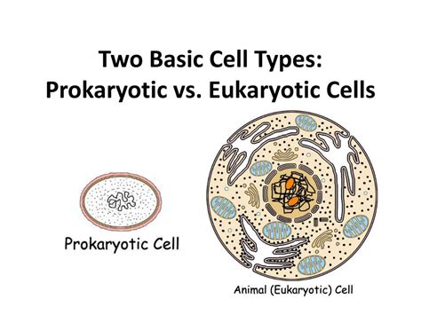 Ppt Prokaryotic Vs Eukaryotic Cells Powerpoint Presentation Free Hot Sex Picture