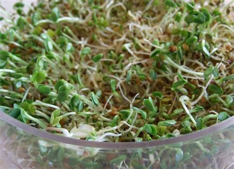 How to Easily Begin Sprouting Seeds - Little House Living