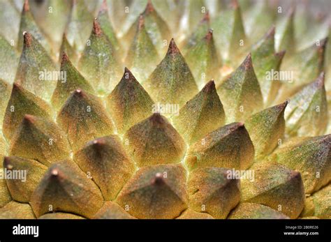 Sharp Durian Fruit Skin Detail Stock Photo Alamy