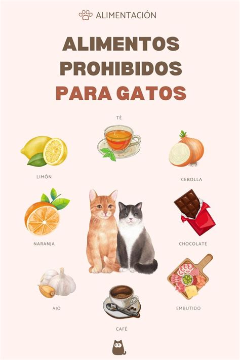 15 Alimentos Prohibidos Para Gatos Cuidado En 2024 Comida Gatos