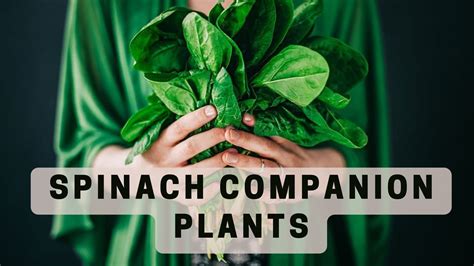 Best Spinach Companion Plants What To Plant