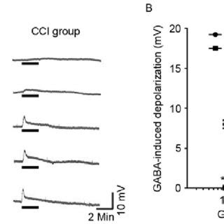 GABAinduced Inward Currents In DRG Neurons A Different